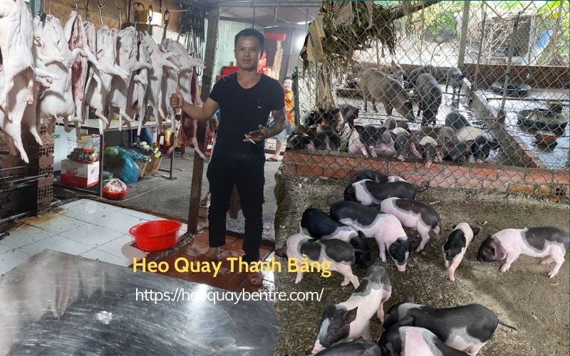 heo sữa quay thanh bằng bến tre