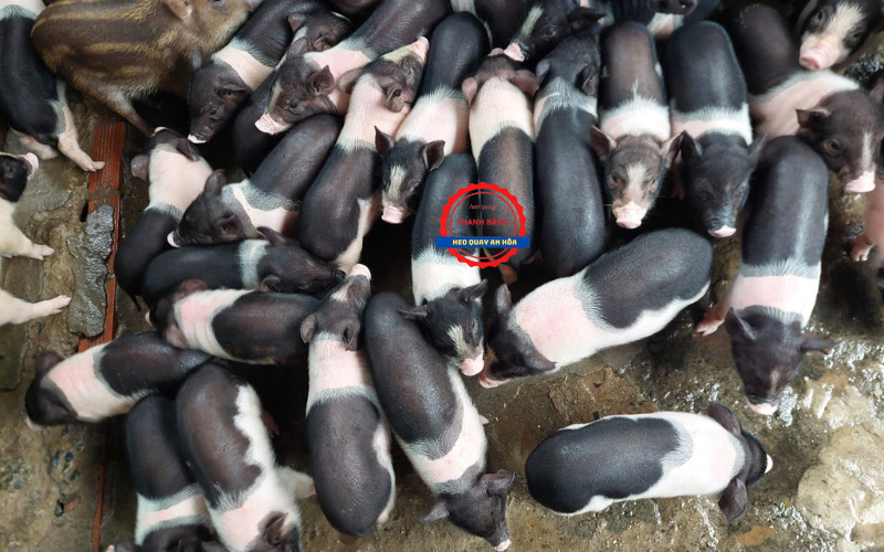 heo quay phường bến tre vĩnh long