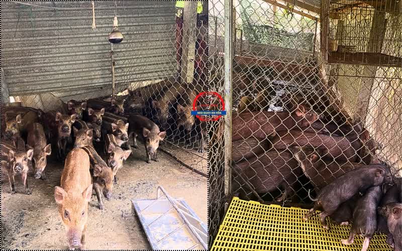 heo quay Đại Điền Vĩnh Long